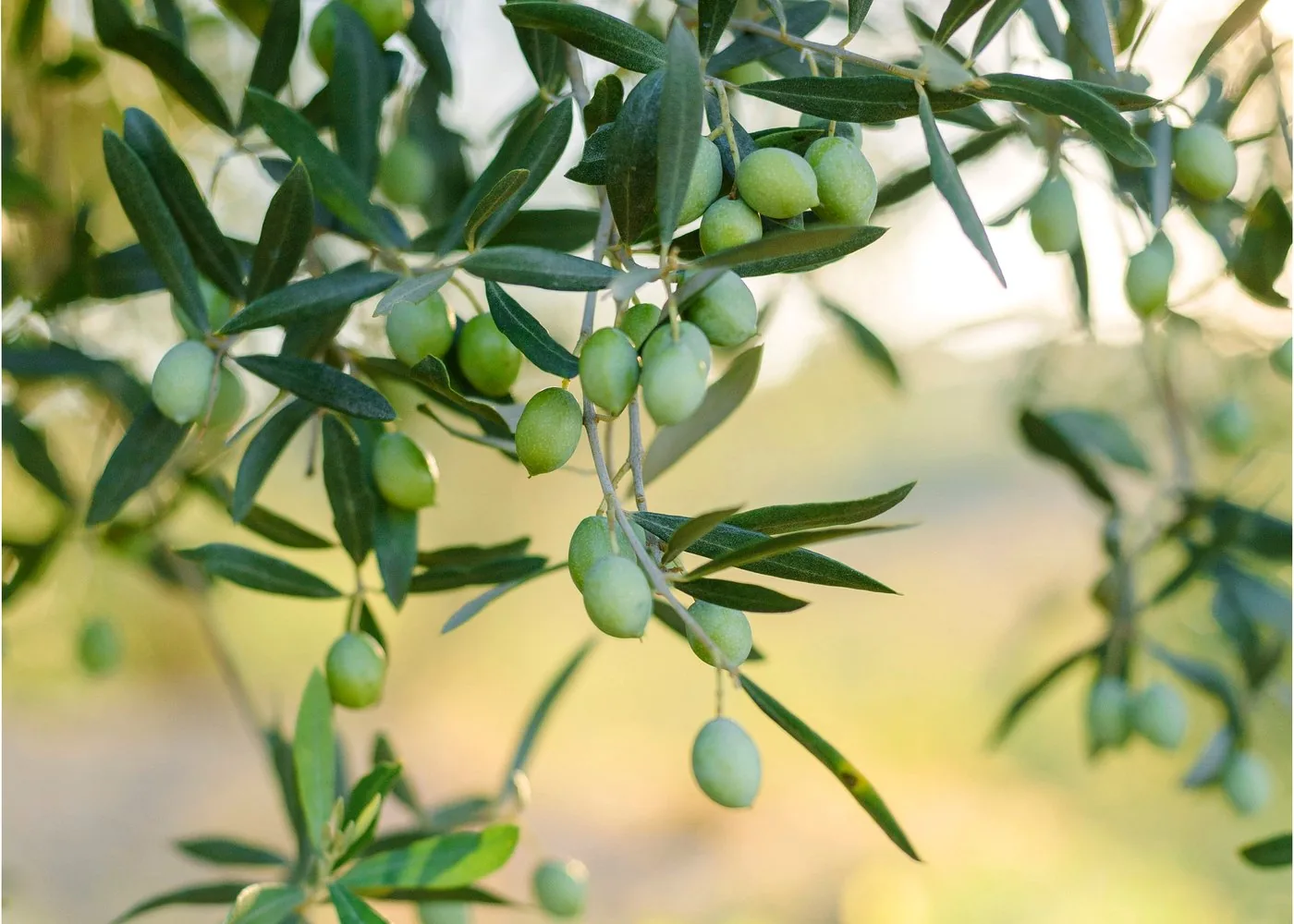 Olive tree branch representing Mediterranean sourcing